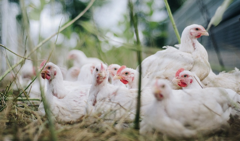 Komunikat Powiatowego Lekarza Weterynarii - grypa ptaków (HPAI)