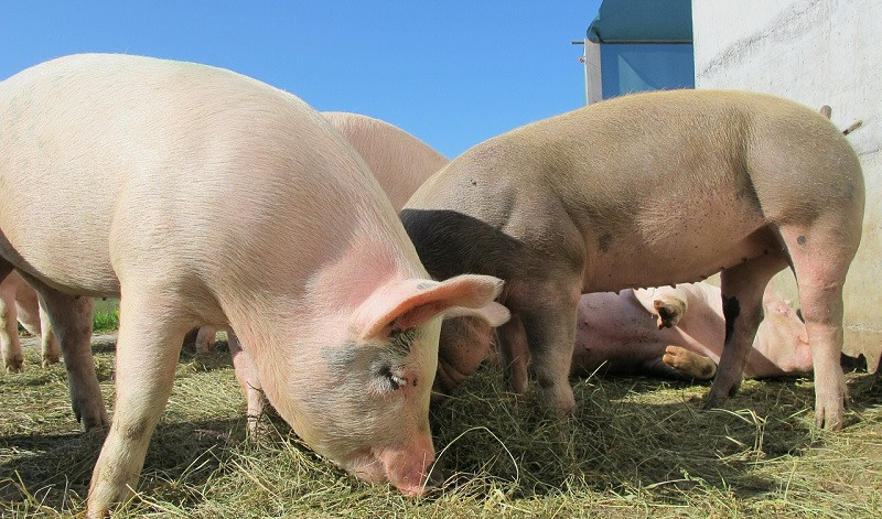 Komunikat Powiatowego Lekarza Weterynarii - pomór świń (ASF)