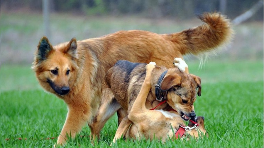 Szczepienie psów: Młyńczyska, Łukowica, Roztoka