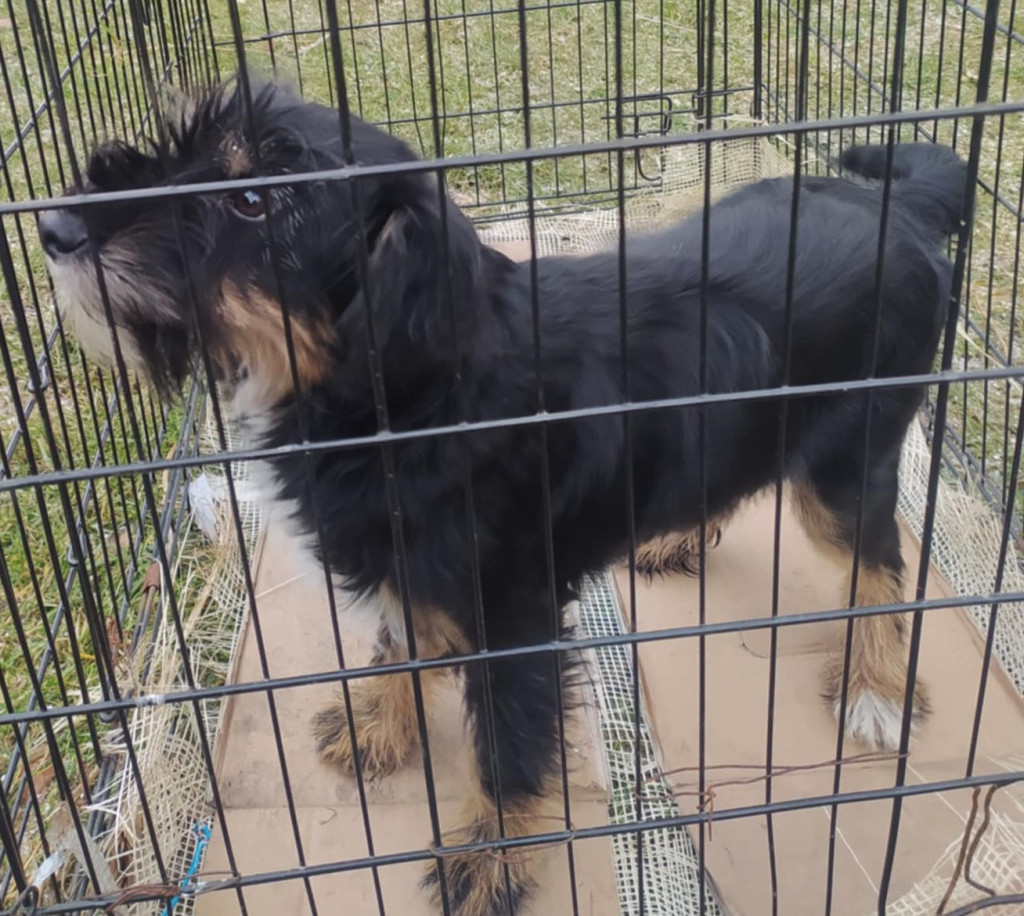 Znaleziono suczkę w Przyszowej – poszukiwany właściciel lub nowy opiekun