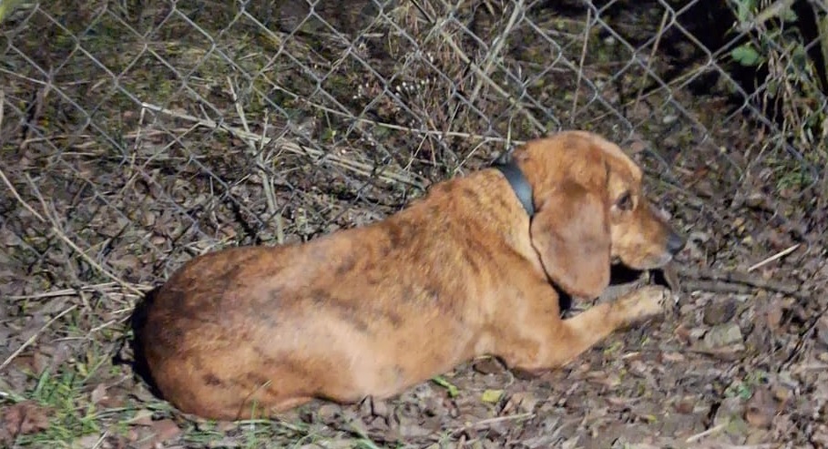 UWAGA - znaleziono psa