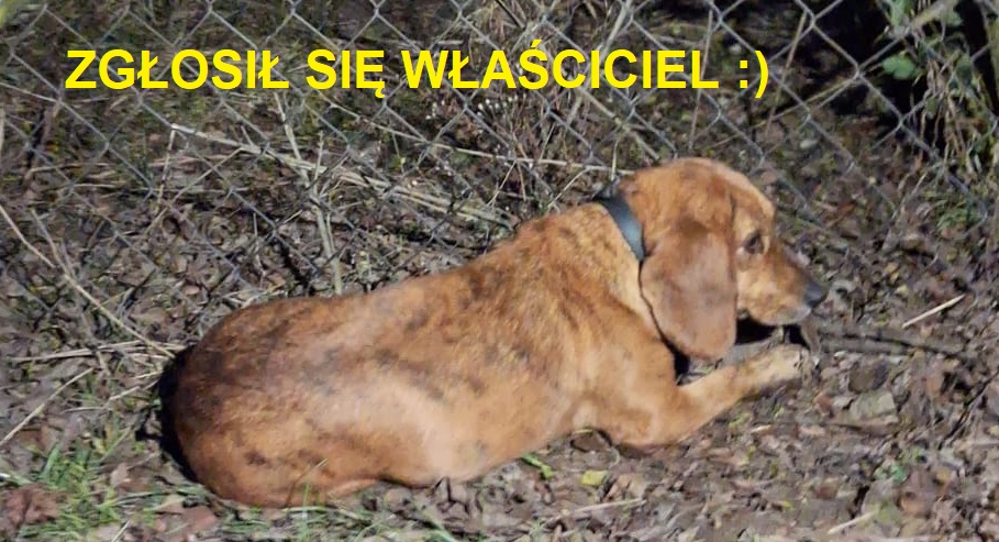 Zgłosił się właściciel