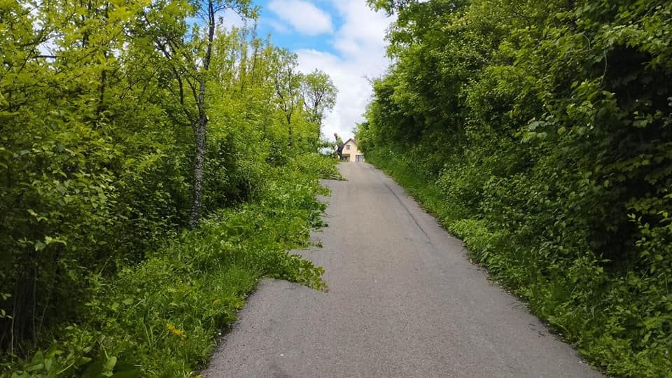 Przypominamy o obowiązku przycinania gałęzi drzew i krzewów!