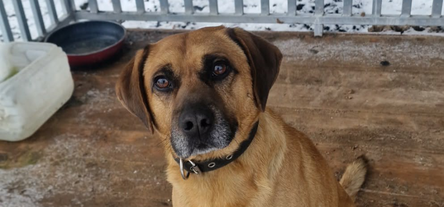 Uwaga – znaleziony pies w Stroniu!