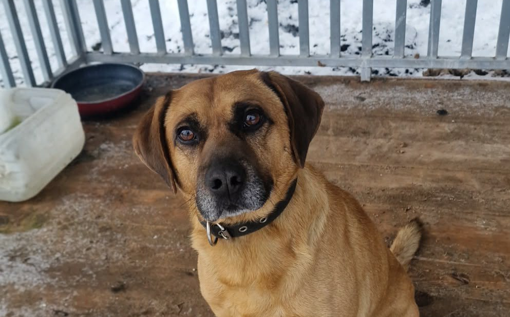 Uwaga – znaleziony pies w Stroniu!