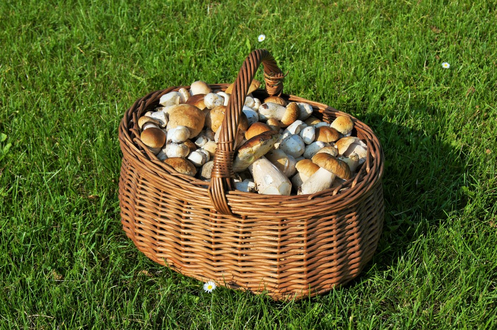 -> ZAPRASZAMY NA GRZYBOBRANIE